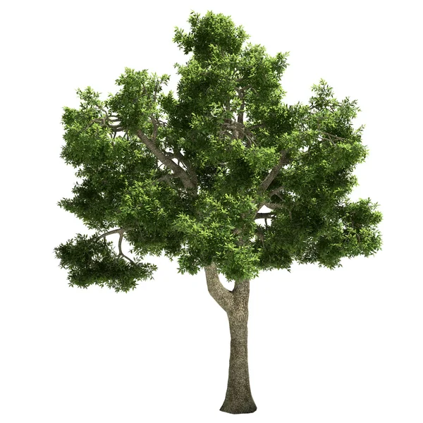 Baum isoliert — Stockfoto