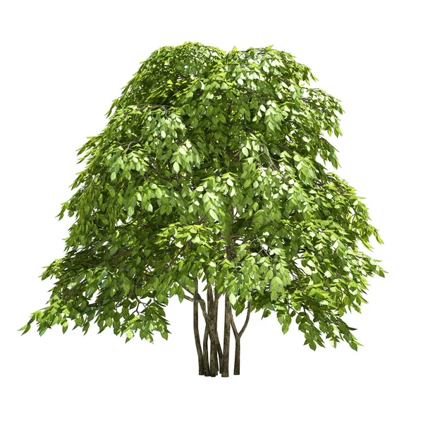 Kalanchoe-Baum isoliert — Stockfoto