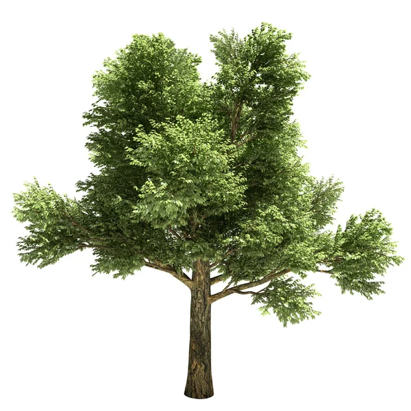 White Oak Tree Isolated — Stock Photo, Image