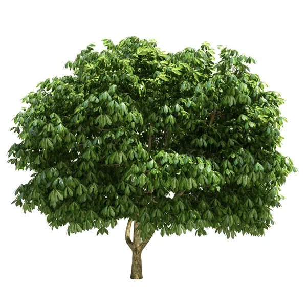 Buckeye Tree Isolated — Stock Photo, Image