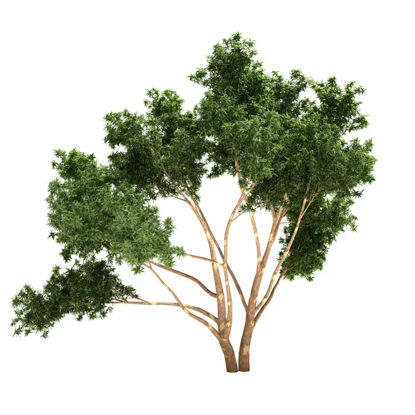 Eukalyptusbaum isoliert — Stockfoto