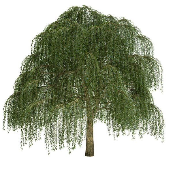 Willow Tree Isolated