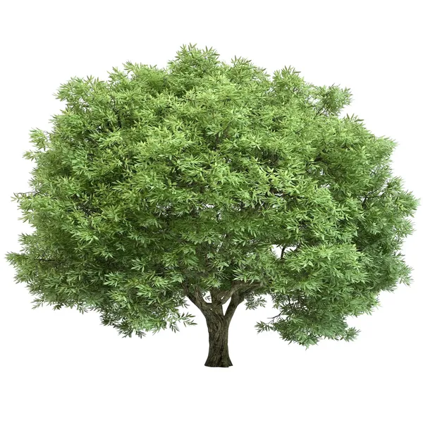 Oak Tree Isolated — Stock Photo, Image