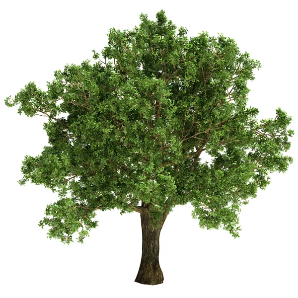 Small Oak Tree Isolated — Stock Photo, Image