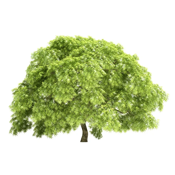 Great Maple Tree Isolated — Stock Photo, Image