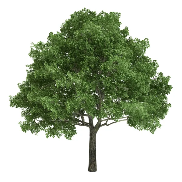 North American Oak Tree Isolated — Stock Photo, Image