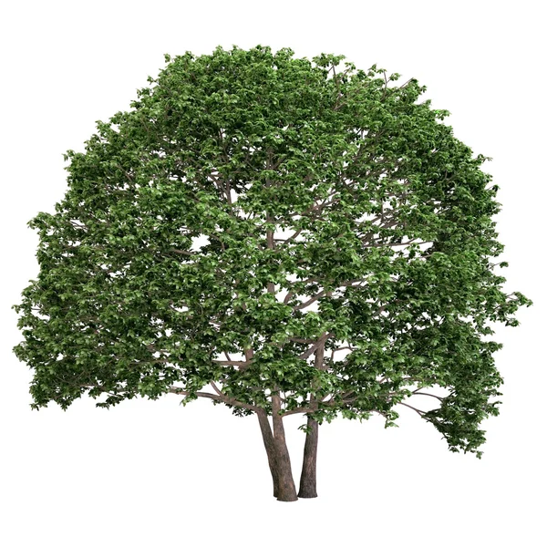 Olsza drzewo na białym tle — Zdjęcie stockowe