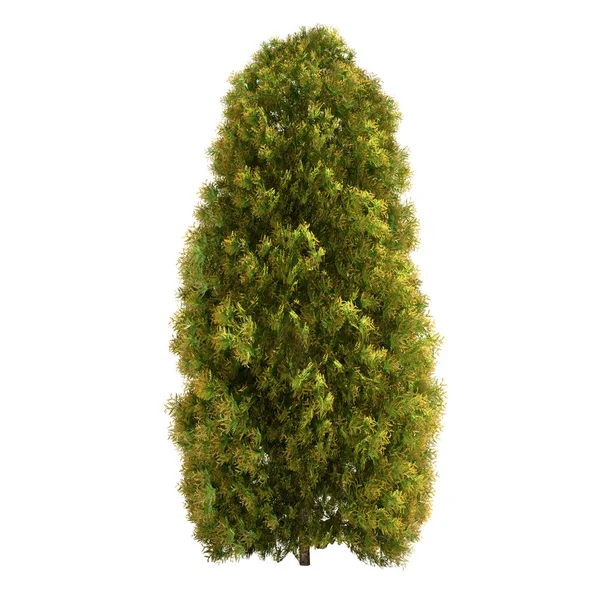 Thuja boom geïsoleerd — Stockfoto