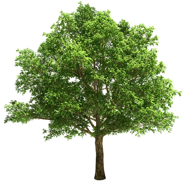 Big Oak Tree Isolated — Stock Photo, Image