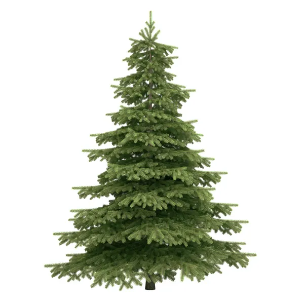 Spruce trädet isolerade — Stockfoto