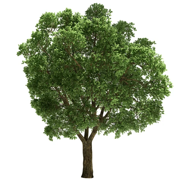 Ulmus Tree Isolated — Stock Photo, Image