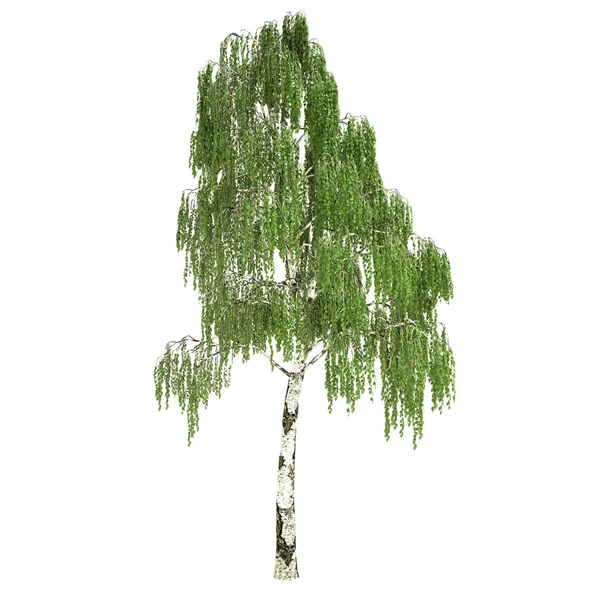 Tall Russian Birch Tree Isolated — Stock Photo, Image