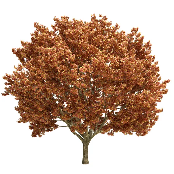 Herbst Ahorn Baum isoliert — Stockfoto