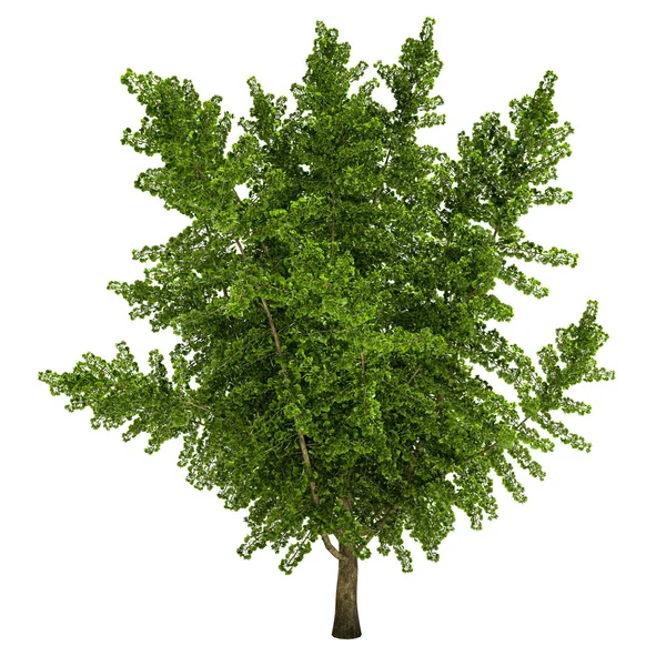 Izole ginkgo ağacı — Stok fotoğraf