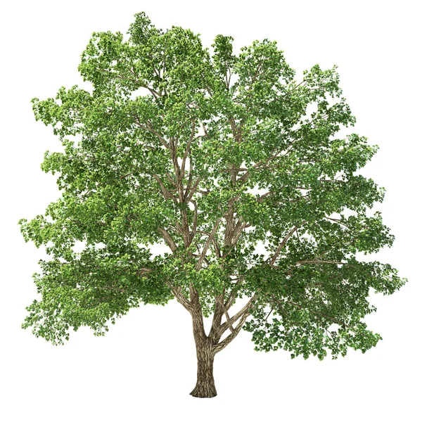 büyük basswood ağaç izole