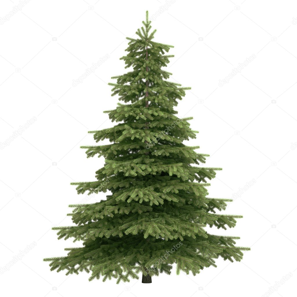 Spruce Tree Isolated