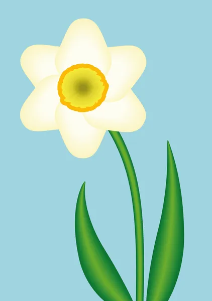 Narcissus — Stock Vector
