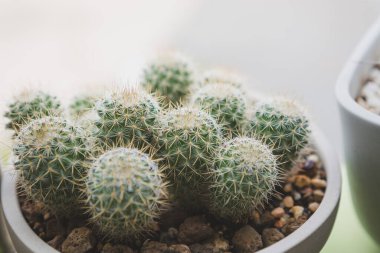 Bulanık arka planda güneş ışığı olan bir tencerede küçük Mammillaria columbiana kaktüsünün seçici odağı