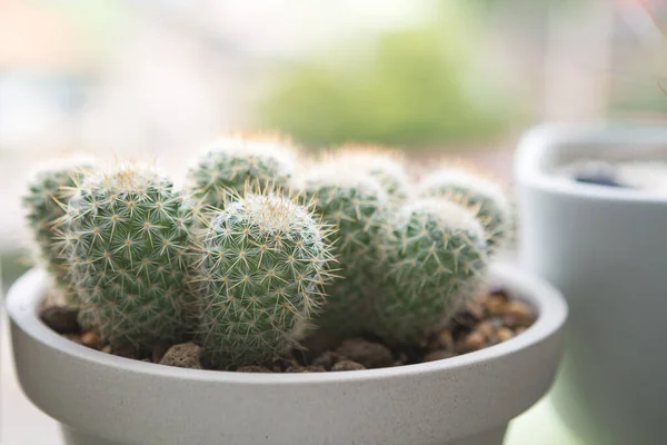 Selective Focus Small Mammillaria Columbiana Cactus Pot Sun Light Blurred — Stock Photo, Image