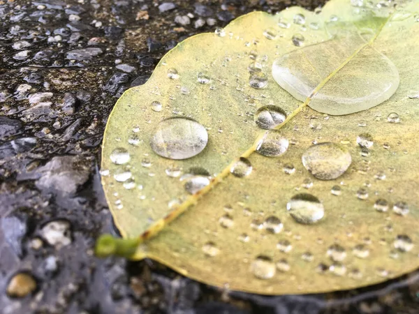 Close Beautiful Water Droplets Leaves Rain Natural Background Copy Space — Stock Photo, Image