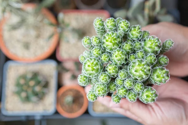 Ruka Držící Mammillaria Gracilis Kaktus Hrnci Slunečním Světlem Rozmazaném Pozadí — Stock fotografie