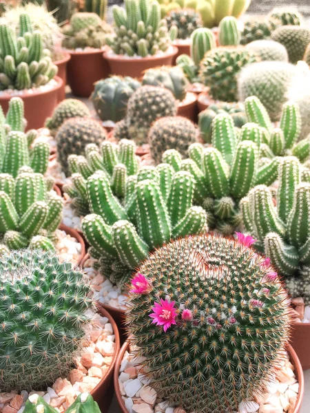 Enfoque Selectivo Muchos Cactus Pequeños Los Estantes Para Venta Mercado —  Fotos de Stock