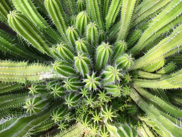 Ovanifrån Euphobia Fruticosa Kaktus Kruka Med Solljus Suddig Bakgrund — Stockfoto