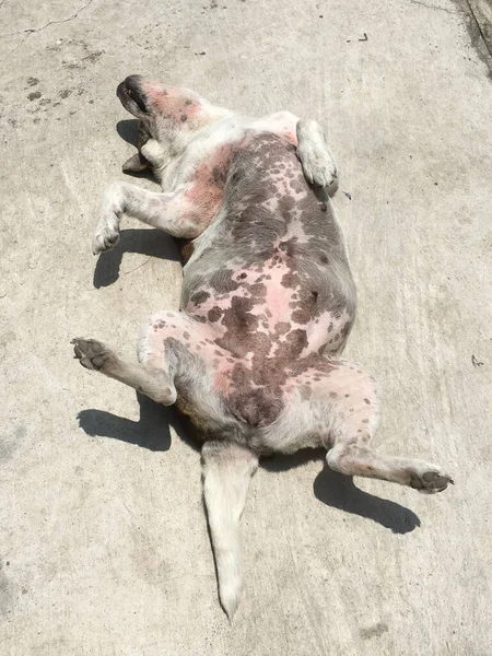 The dog was laying on his back and sunbathe comfortably on the ground, Pattern on the belly of a happy dog