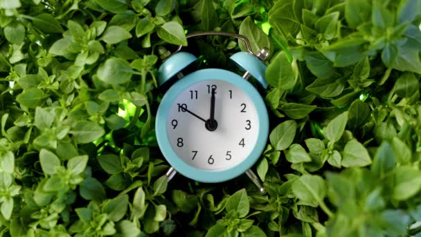 Vintage niebieski budzik leży w ziołach bazylii. Piękny zegar odlicza do południa lub północy. Retro zegar na tle zielonej trawy idzie do przodu, czas jest dwanaście oclock. — Wideo stockowe