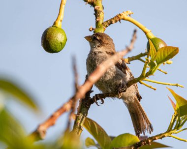 Avokado ağacında oturan bir serçe.