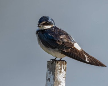 Çubuğa konmuş küçük bir kırlangıç 