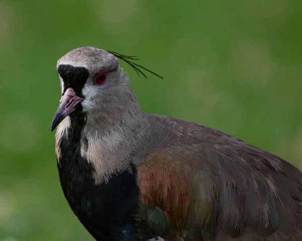 Close Portrait Red Eyed Bird Plume Its Head — Stock Photo, Image
