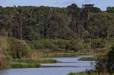 Orman boyunca akan kıvrımlı bir nehir taşkın ovaları boyunca