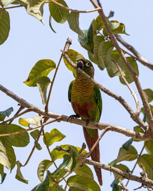 Bir ağaç dalına tünemiş renkli bir muhabbet kuşu.