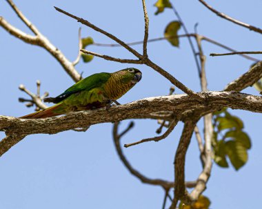 Bir ağaç dalına tünemiş renkli bir muhabbet kuşu.
