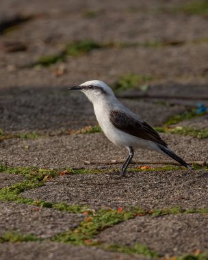 Beyaz ve kahverengi bir kuş gün batımına doğru yerde oturuyor.