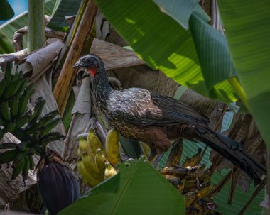 Muzun tepesindeki muz ağacına tünemiş büyük bir kuş