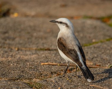 Beyaz ve kahverengi bir kuş gün batımına doğru yerde oturuyor.