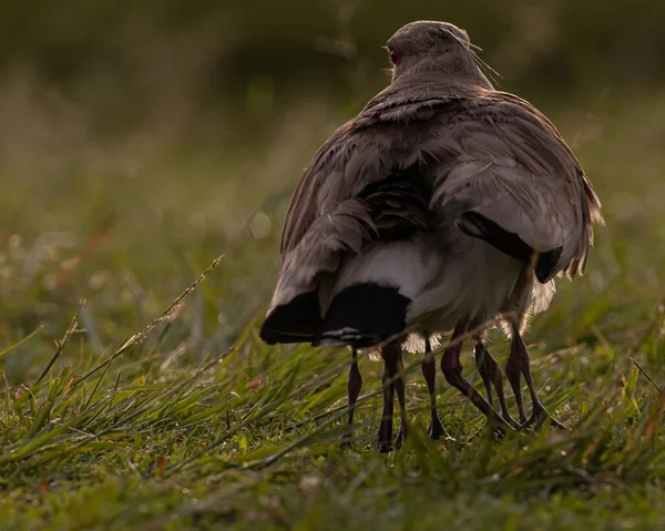 Uccello Mamma Cercando Riscaldare Suoi Pulcini Mentre Sole Sorge — Foto Stock