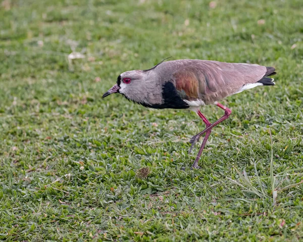 A red-eyed bird angry with the trespassing of its lawn