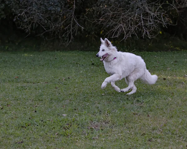 Ένα Λευκό Σκυλί Που Παίζει Και Τρέχει Ένα Γκαζόν — Φωτογραφία Αρχείου