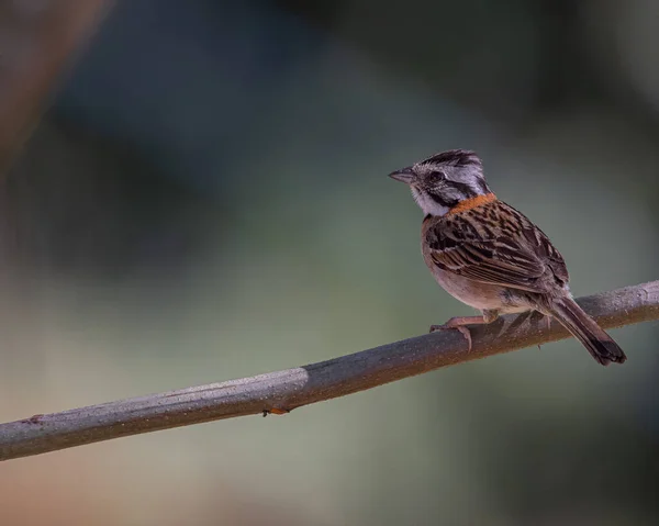 Petit Oiseau Perché Sur Une Branche Arbre — Photo