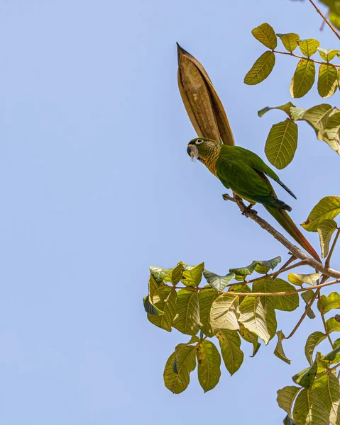 Красочный Попугай Ищущий Семена Вершине Дерева — стоковое фото