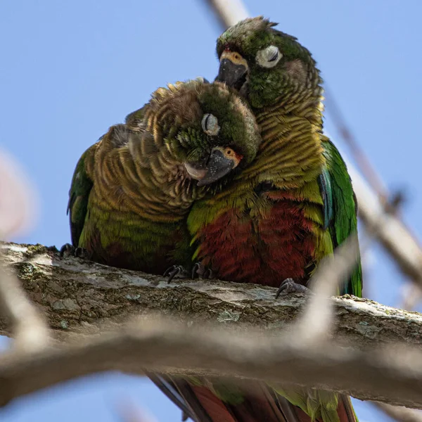 Une Paire Perruches Colorées Câlins Perchés Sur Une Branche Arbre — Photo