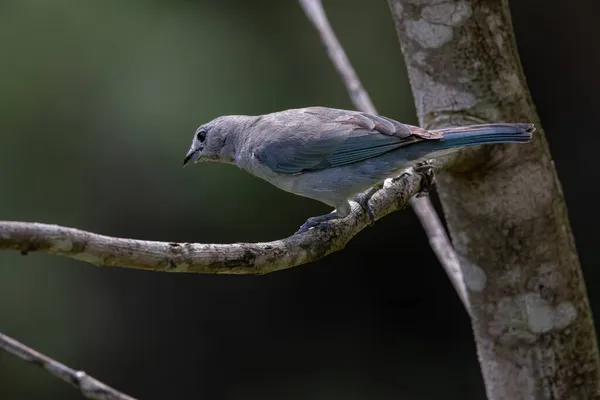 Ağaç Dalına Tünemiş Ötücü Bir Kuş — Stok fotoğraf