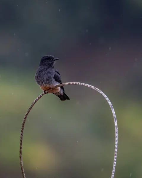 Renkli Bir Kuş Yağmurun Altında Duruyor Bir Telin Üzerinde — Stok fotoğraf