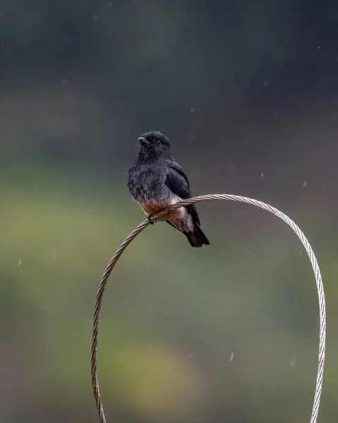 一只五彩斑斓的小鸟栖息在一根金属丝上 站在雨中 — 图库照片