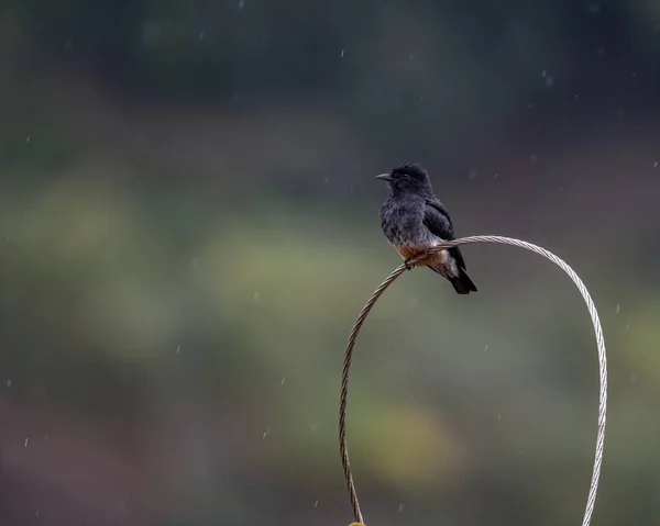 Barevný Pták Stojící Dešti Usazený Drátě — Stock fotografie