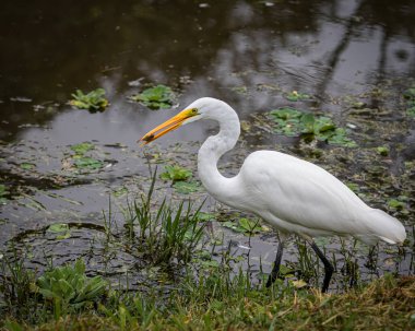 Gagasında balık olan bir balıkçıl.