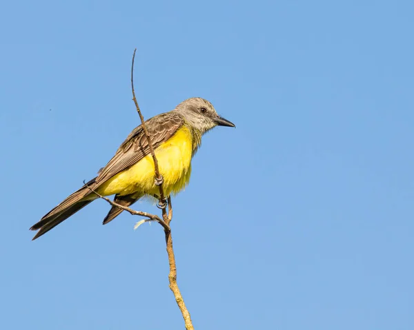 A yellow bird perched on the top of a tree branch